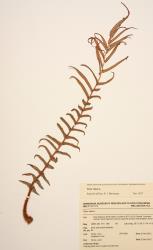 Pteris vittata. Herbarium specimen from Auckland, WELT P027315, showing 1-pinnate frond.
 Image: B. Hatton © Te Papa CC BY-NC 3.0 NZ